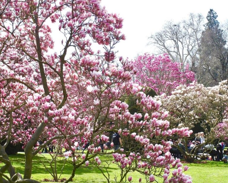 Von Rekord & Blüten