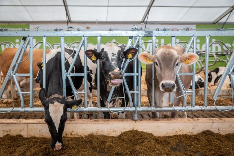 K&uuml;he beim Landwirtschaftlichen Hauptfest